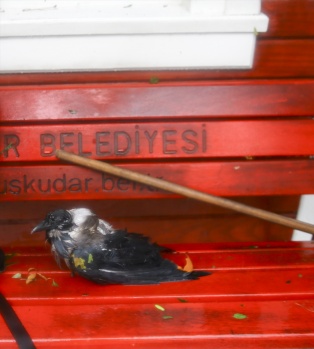 İstanbul'da inanılmaz görüntüler 79