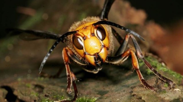 Arıların hiç bilmediğimiz gizemli dünyası hakkında şaşırtıcı bilgiler 9