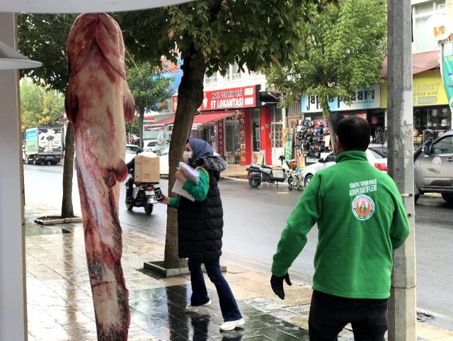 Balıkçıların ağına takılan insan boyunda balık görenleri şaşırtıyor 1