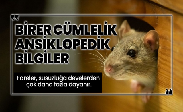 Birer cümlelik ansiklopedik bilgiler 1