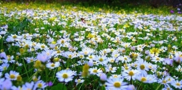 Cemre düştü mü? İlk cemre nereye düşer? 3