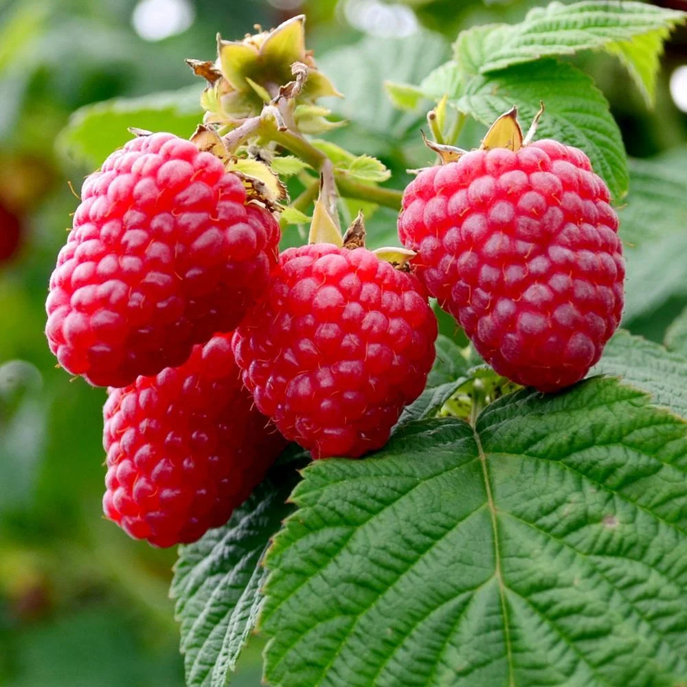 Hangi vitamin eksikliğinde hangi besinler tüketilmeli! 12