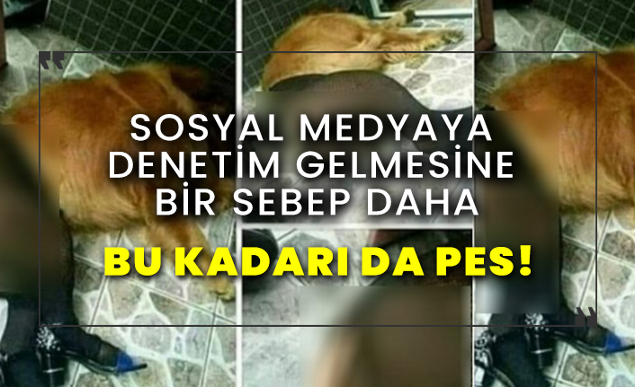 Kanımız dondu! Köpeğini fuhuş niyetine kiralıyormuş!