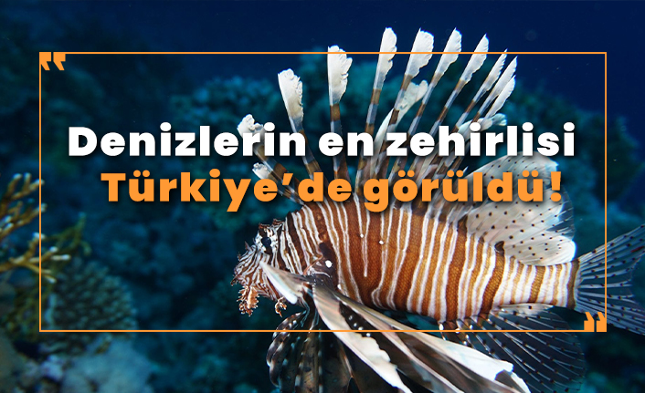 Türkiye'de aslan balığı görüldü