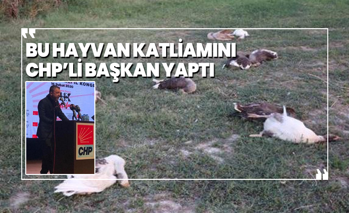 CHP’li başkan hayvan katliamı yaptı