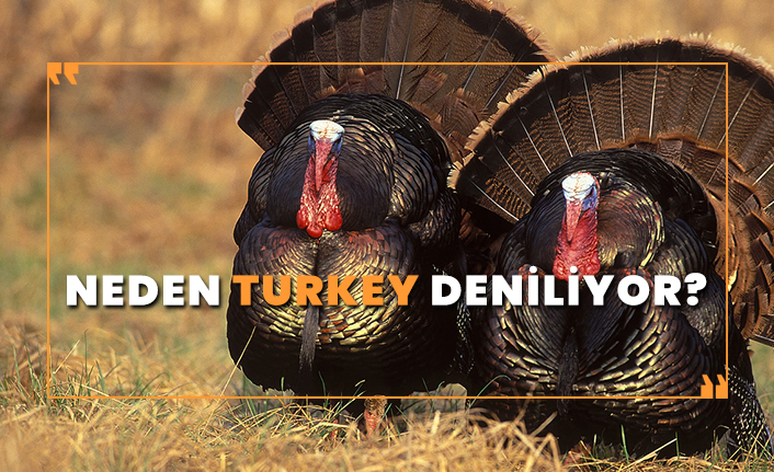 Hindiye neden Turkey deniliyor?