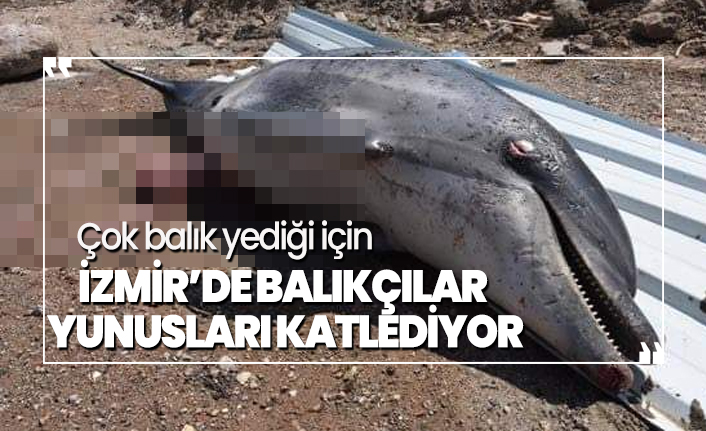 Çok balık yediği için İzmir’de balıkçılar yunusları katlediyor