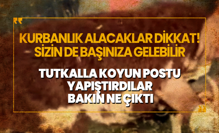Kurbanlığın üzerine tutkalla koyun postu yapıştırdılar bakın ne çıktı?