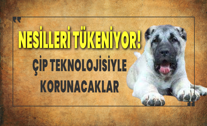 Kangalların nesli tükeniyor! Çip takılarak koruma altına alınacaklar