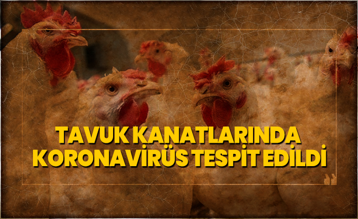Dondurulmuş tavuk kanatlarında  Koronavirüs tespit edildi