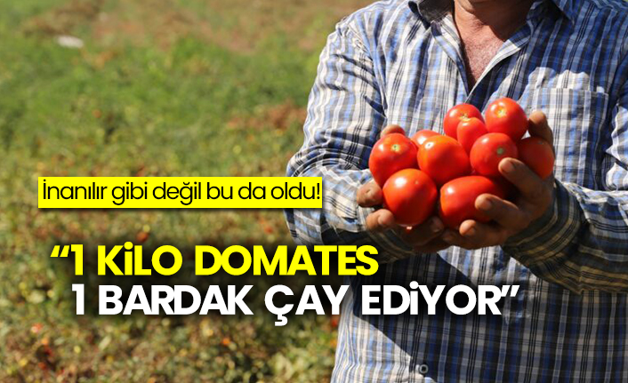 1 kilo domates 1 bardak çay ediyor