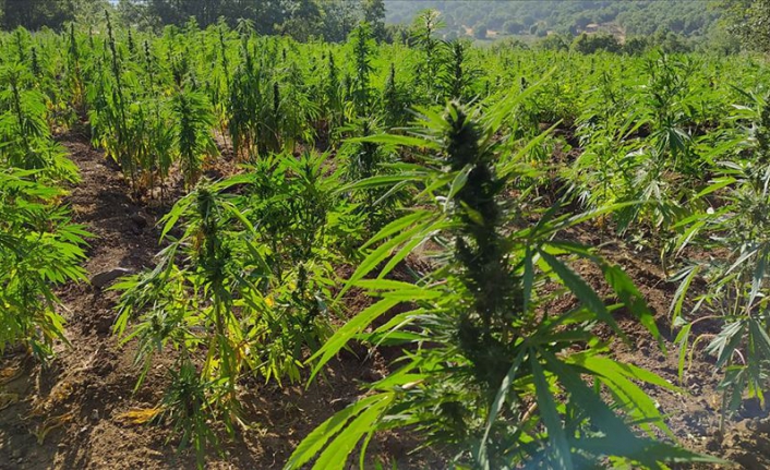 4 milyon kök kenevir ve 800 kilo esrar ele geçirildi