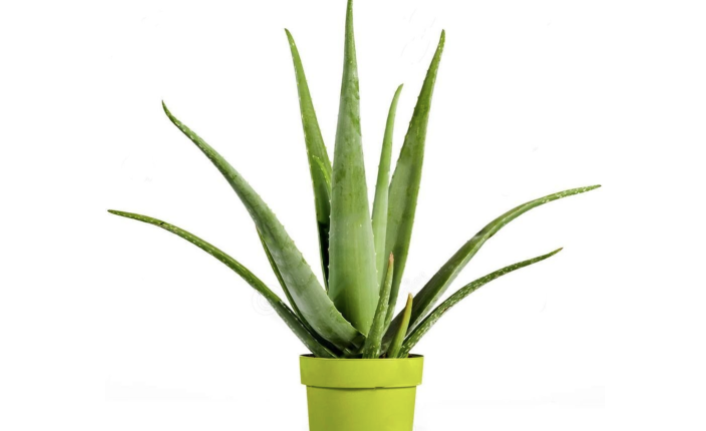 Cildimize bir şey olduğunda ilk duyduğumuz öneri aloe vera! Aloe vera nedir? Ne işe yarar?
