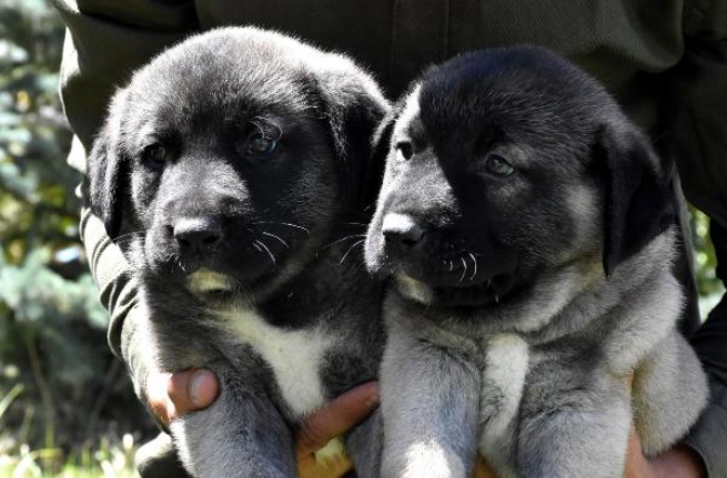 Kangal köpeklerinin yavrularını yemesinin sırrı çözüldü, tedaviye geçildi