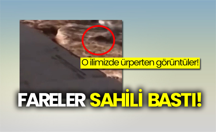O ilimizde ürperten görüntüler!  Fareler sahili bastı!