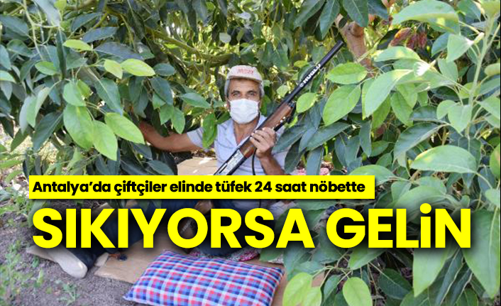 Sıkıyorsa gelin, Antalya’da çiftçiler elinde tüfek 24 saat nöbette