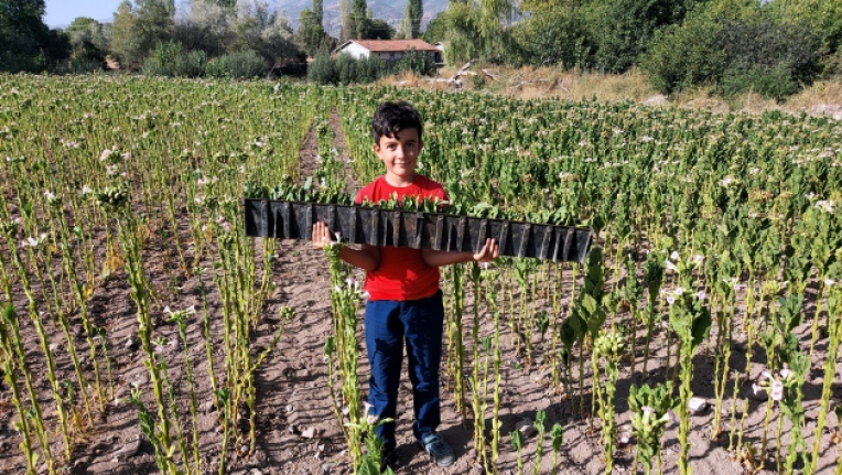 Küçük Emirhan tütün tarlasında EBA’ya giriyor