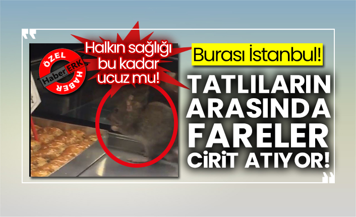 Burası İstanbul!  Tatlıların arasında fareler böyle cirit atıyor!