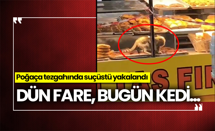 Dün fare, bugün kedi... Poğaça tezgahında suçüstü yakalandı