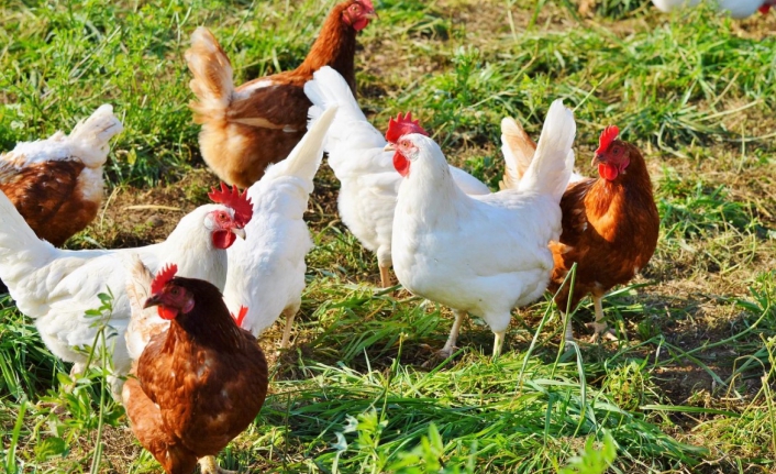 Tavuk yemeyin, erkekliğinizi kaybedersiniz!