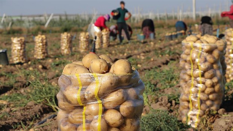 Patates üreticileri isyan etti: AKP pilimizi bitirdi
