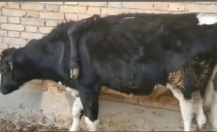 5 bacaklı ineği görenler gözlerine inanamıyor