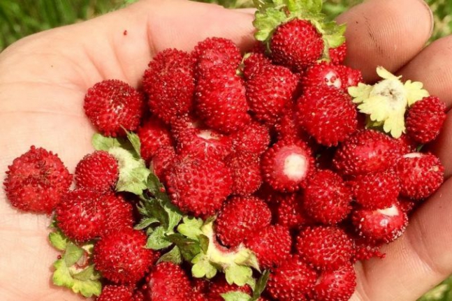 Kocayemiş Yemeklerde Nasıl Kullanılır? Dağ Çileği Faydaları ve Zararları