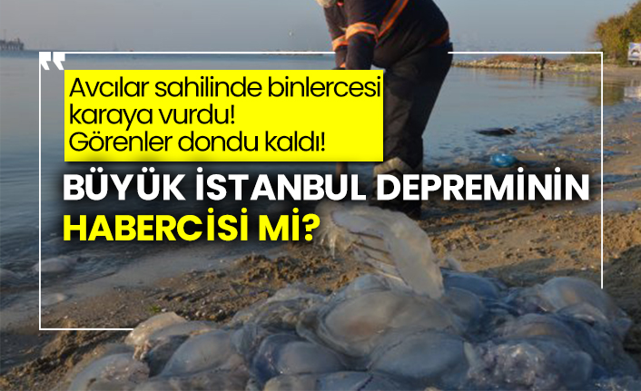 Avcılar sahilinde binlercesi karaya vurdu! Büyük İstanbul depreminin habercisi mi?