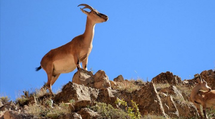 Tepkiler sonrası Yaban keçisi avı iptalleri ard arda gelmeye başladı