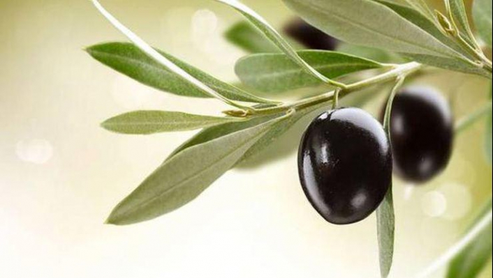 Zeytin yaprağı koronavirüse meydan okuyor!