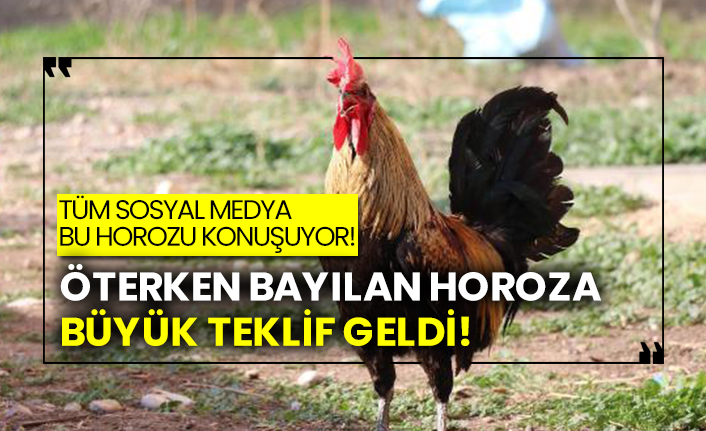 Öterken bayılan horoza teklif var