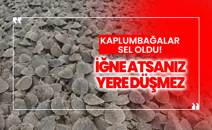 Kaplumbağalar sel oldu! İğne atsanız yere düşmez