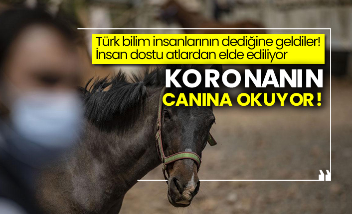 Türk bilim insanlarının dediğine geldiler! İnsan dostu atlardan elde ediliyor: Koronanın canına okuyor!