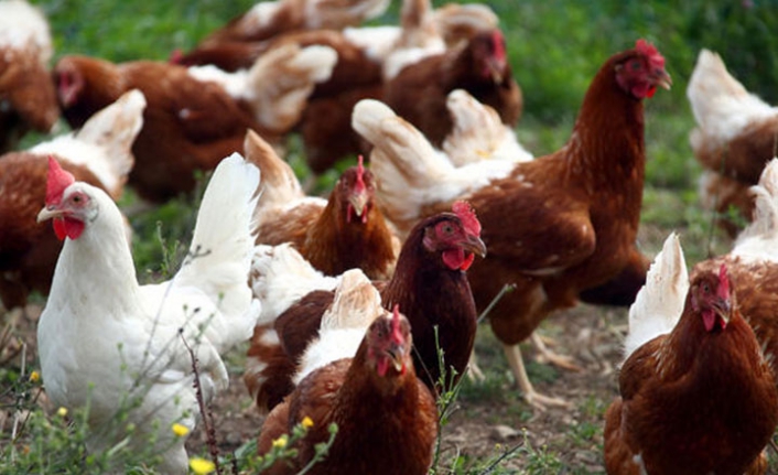 Kuş gribi yeniden orada hortladı!