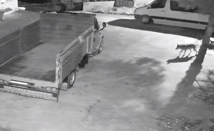 Giresun'da dağda aç kalan kurtlar sokaklara akın etti