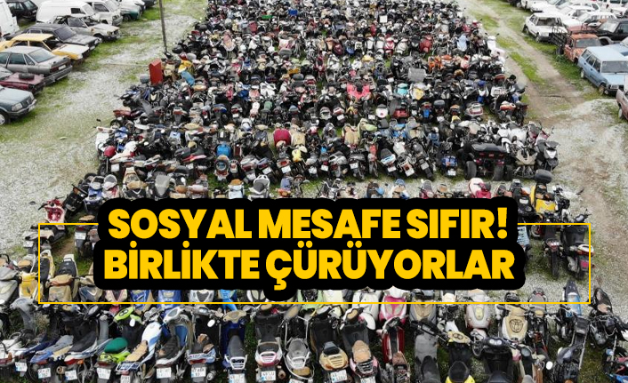 Sosyal mesafe sıfır! Birlikte Çürüyorlar