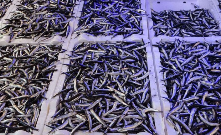 İstanbul'da hamsi avı yasaklandı!