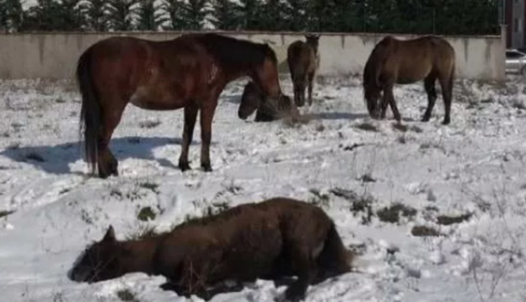 Yürek burkan görüntüler! Başı boş atlar ne yapıyor?