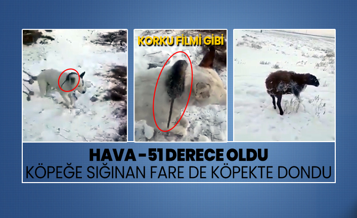 Hava -51 derece oldu köpeğe sığınan fare de köpekte dondu