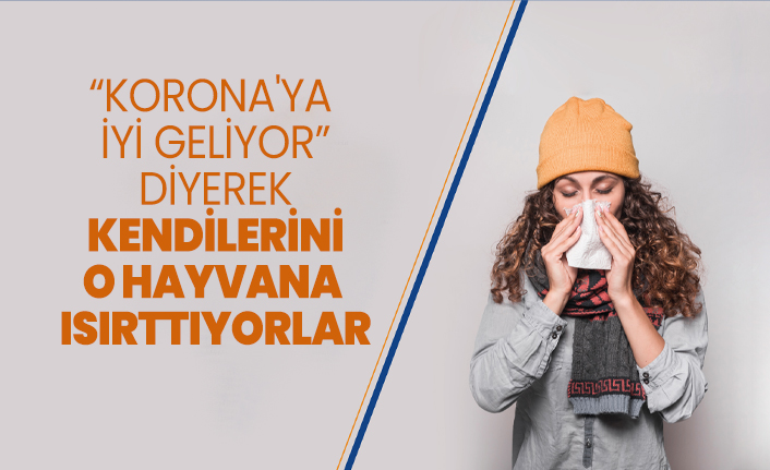 “Korona'ya  iyi geliyor” diyerek kendilerini o hayvana  ısırttıyorlar