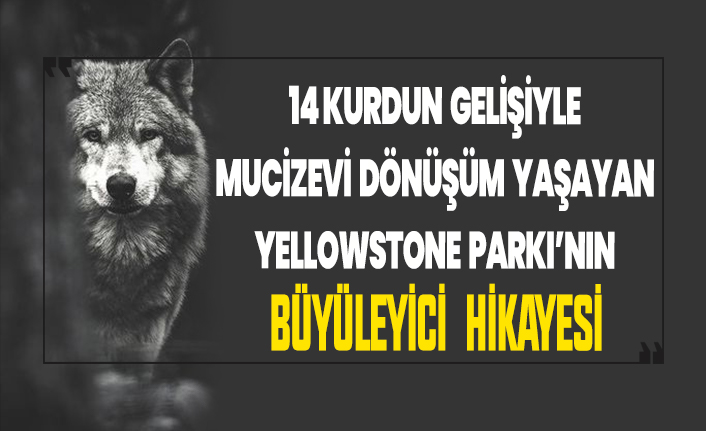 Sadece 14 adet kurdun doğa üzerindeki etkisine bakın!