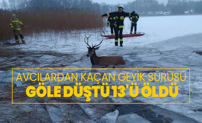 Avcılardan kaçan geyik sürüsü göle düştü, 13'ü öldü