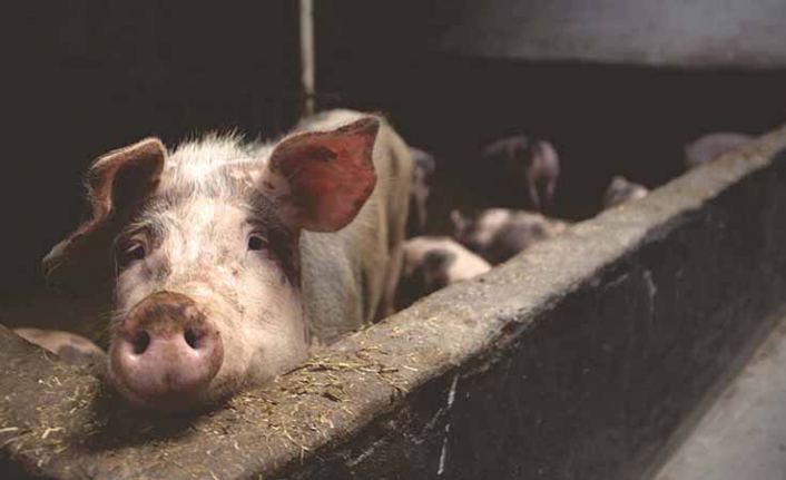 Vegan olmak mantıklı mı?