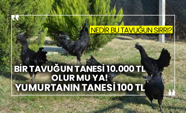 Nedir bu tavuğun sırrı? Bir tavuğun tanesi 10.000 TL olur mu ya! Yumurtanın tanesi 100 TL