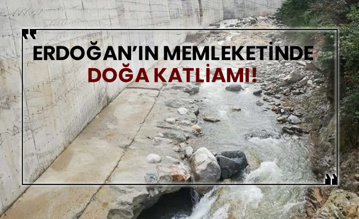Erdoğan’ın memleketinde doğa katliamı!