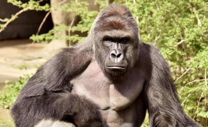 1 goril 3 orangutan korona aşısı oldu