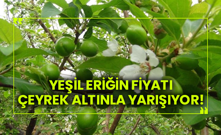 Yeşil eriğin fiyatı çeyrek altınla yarışıyor!