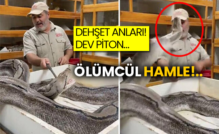 Dehşet anları! Dev piton… Ölümcül hamle!..