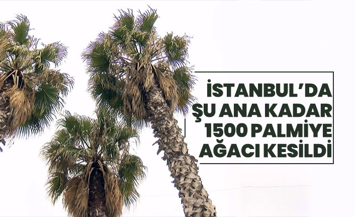 İstanbul’da şu ana kadar 1500 palmiye ağacı kesildi