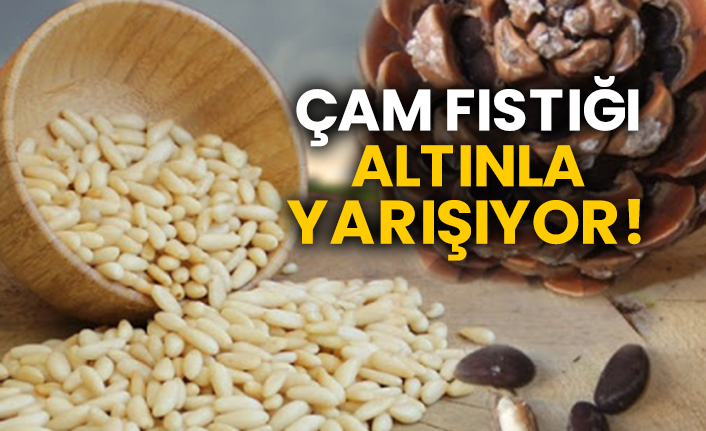 Çam fıstığı altınla yarışıyor!